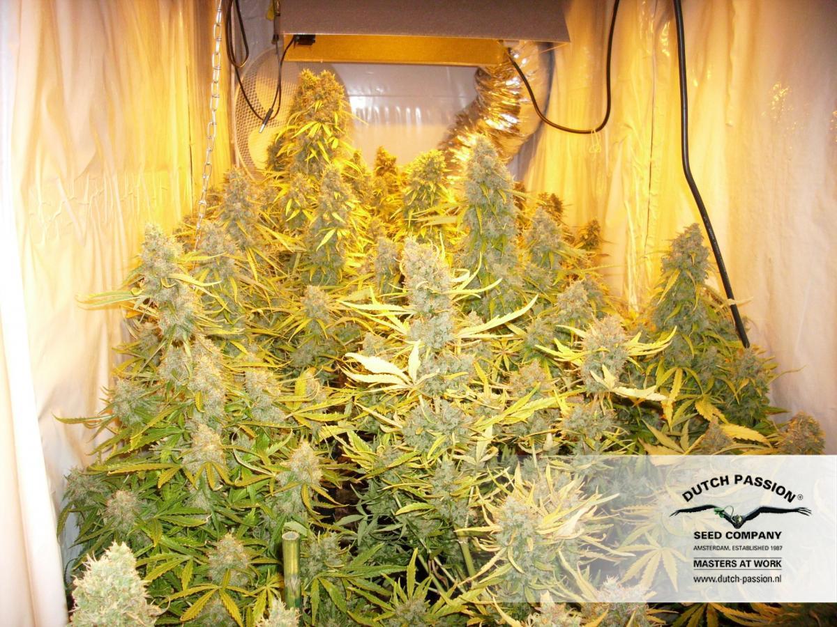 Dutch Passion - Think Different (auto/fem.)