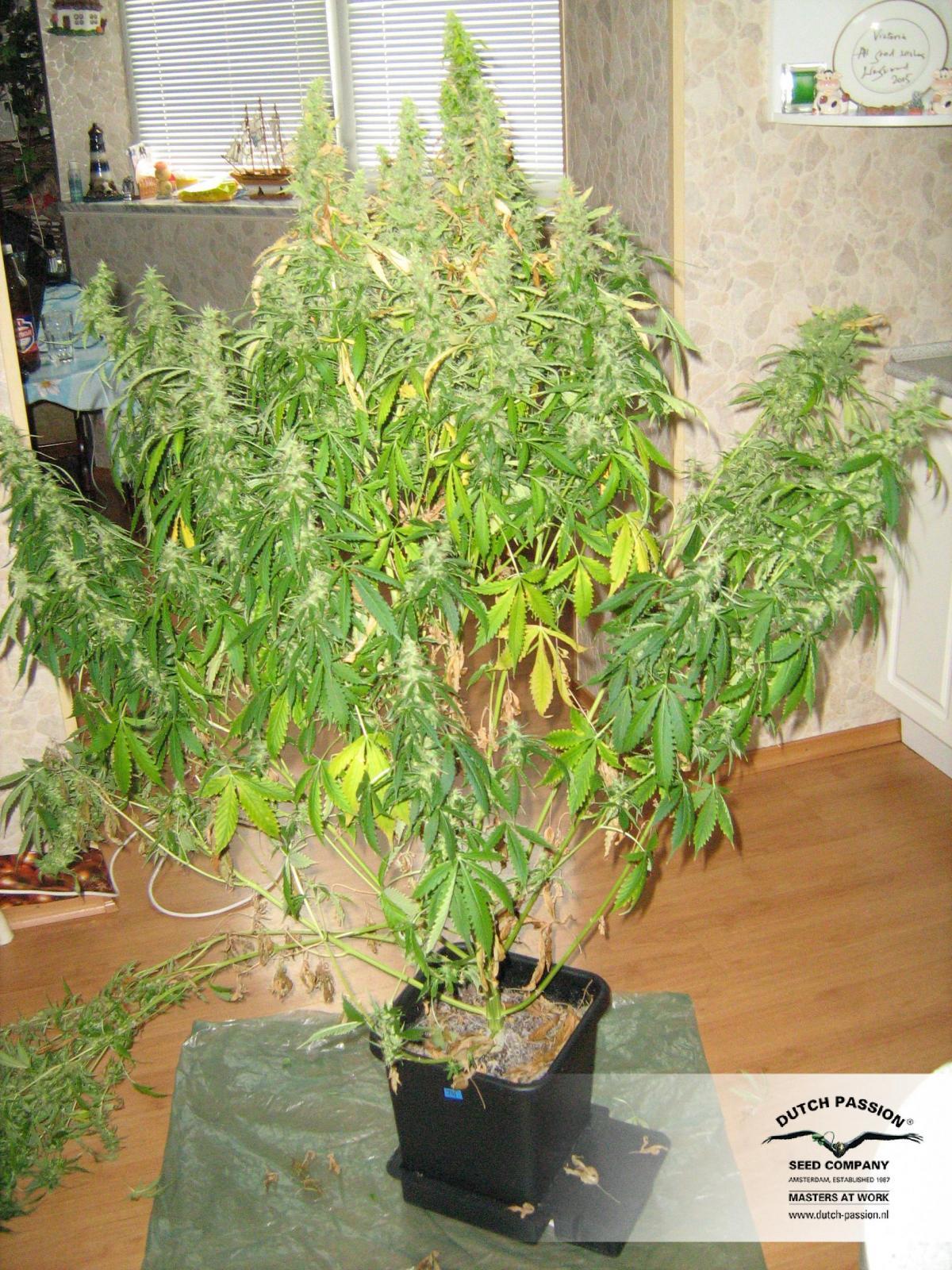 Dutch Passion - Think Different (auto/fem.)