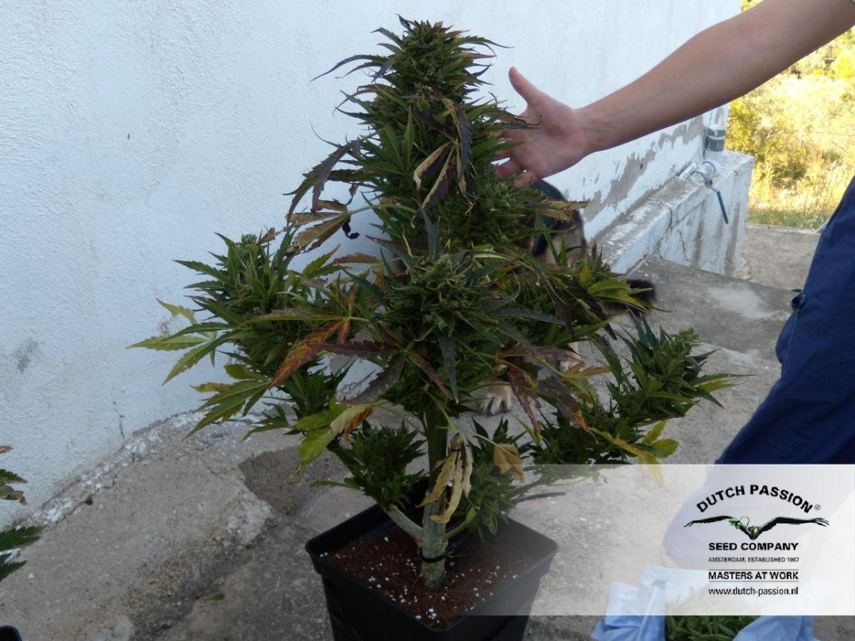 Dutch Passion - Think Different (auto/fem.)