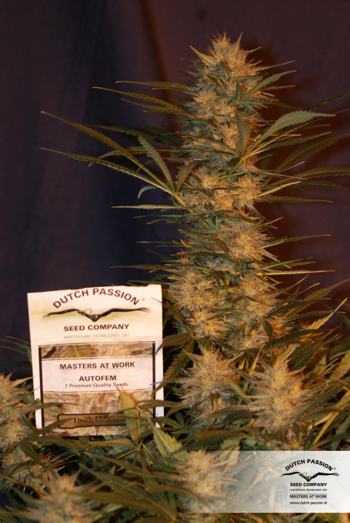 Dutch Passion - Think Different (auto/fem.)