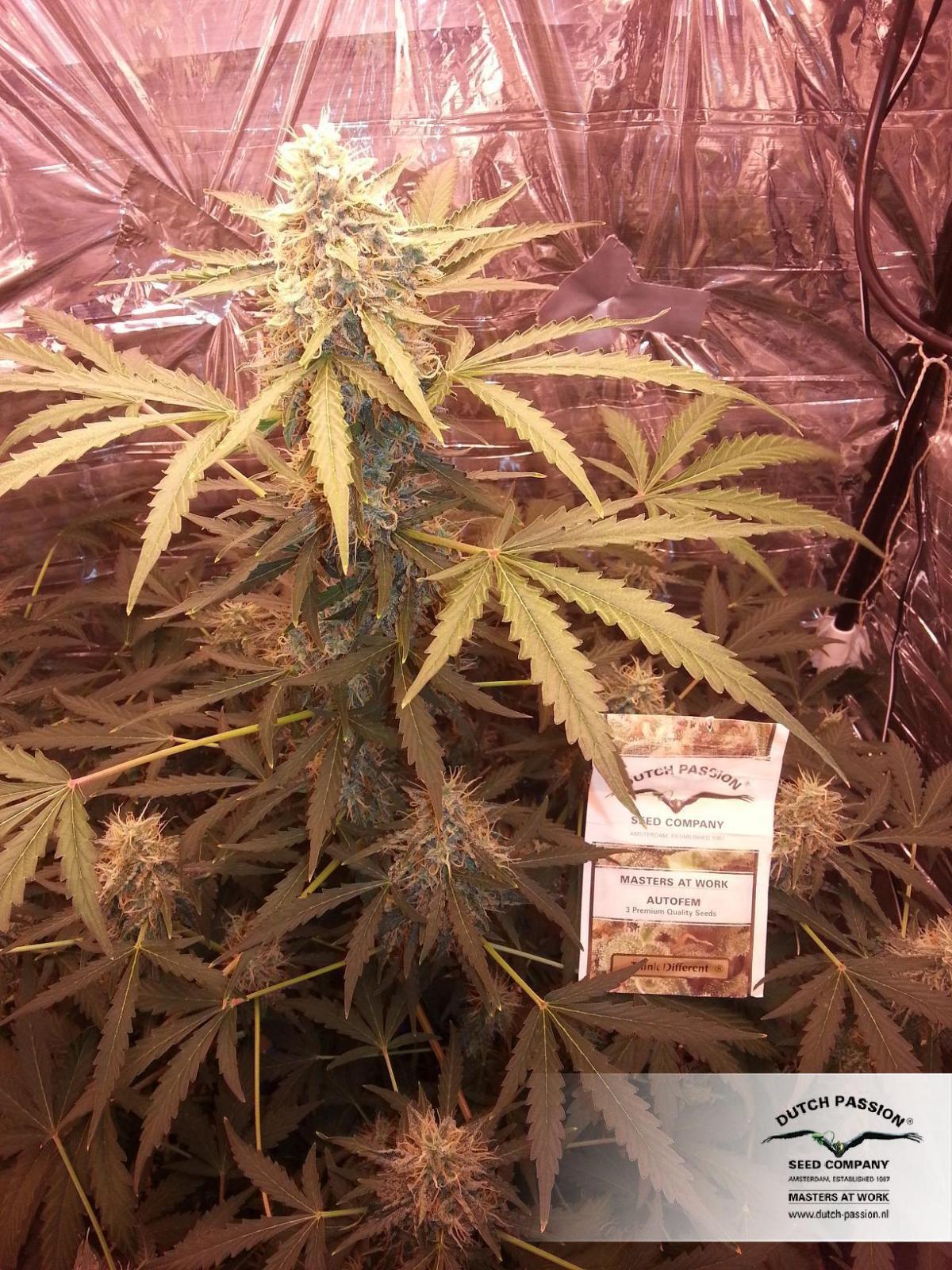 Dutch Passion - Think Different (auto/fem.)