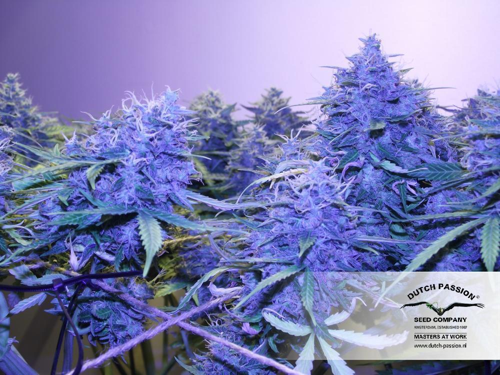 Dutch Passion - Think Different (auto/fem.)