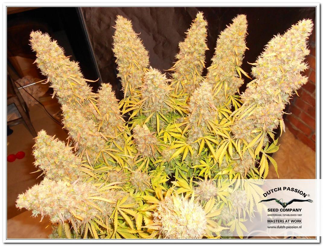 Dutch Passion - Think Different (auto/fem.)