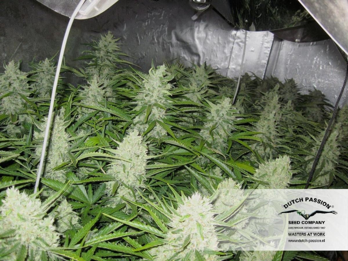 Dutch Passion - Think Different (auto/fem.)