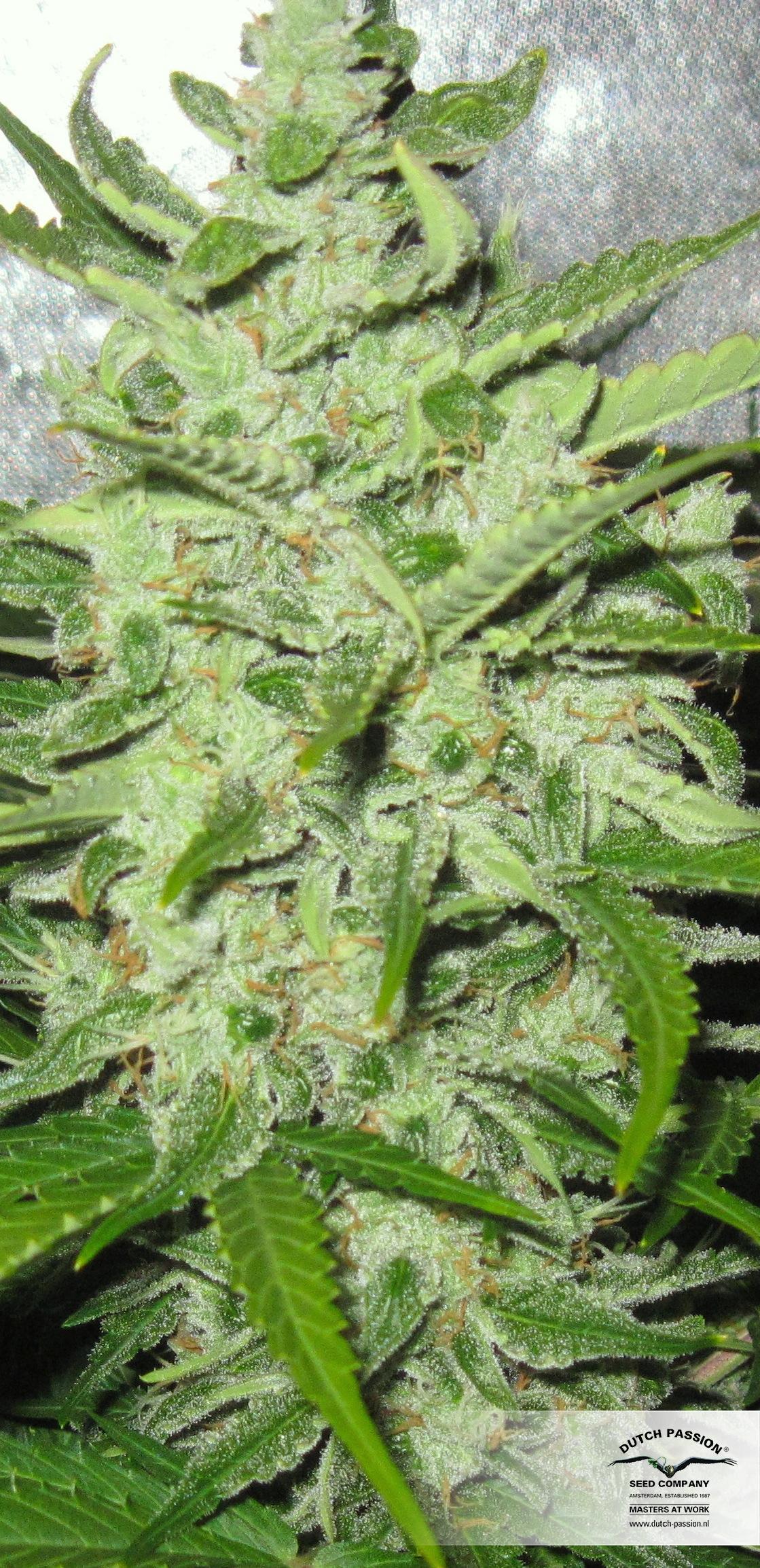 Dutch Passion - Think Different (auto/fem.)