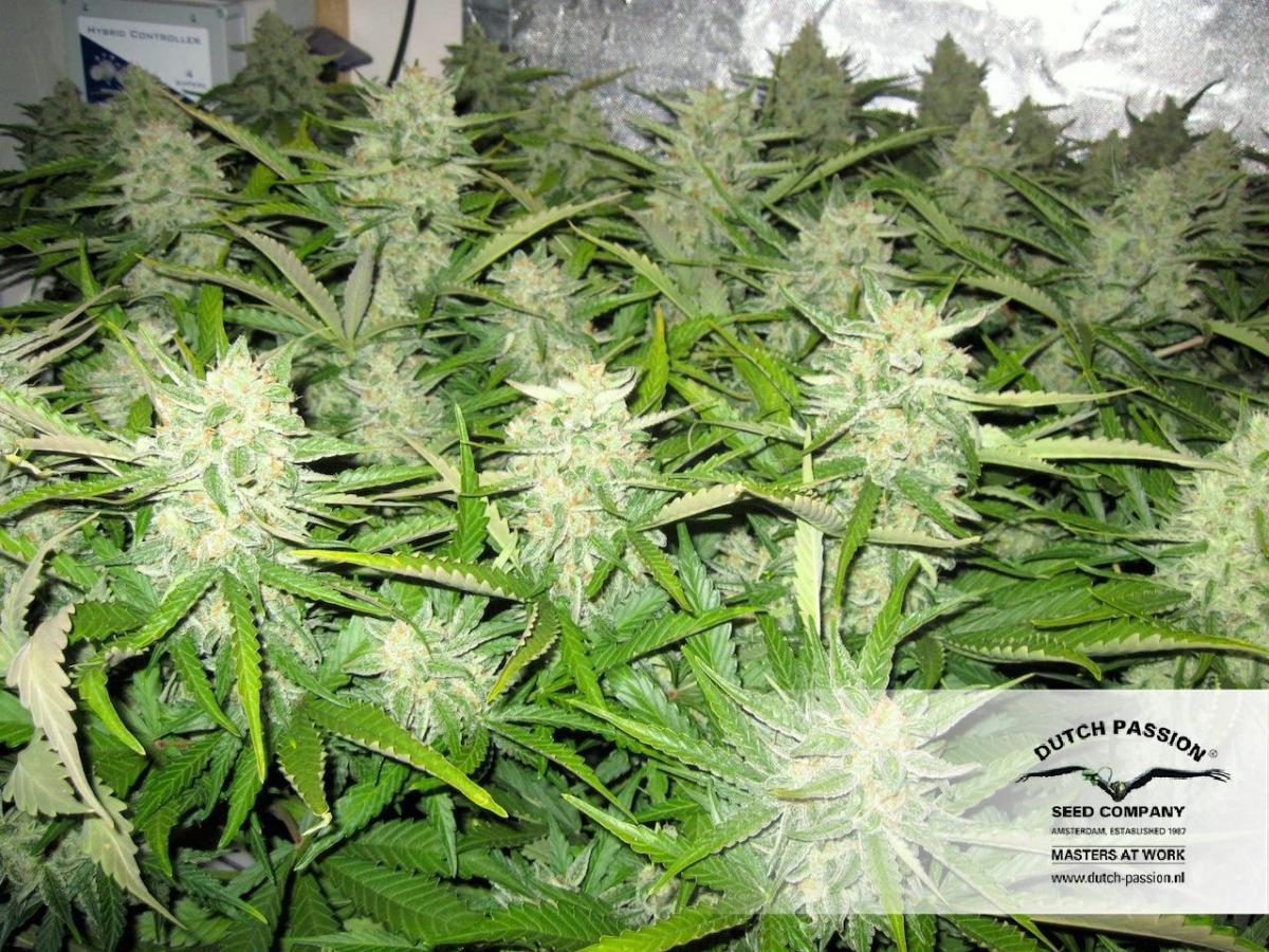 Dutch Passion - Think Different (auto/fem.)