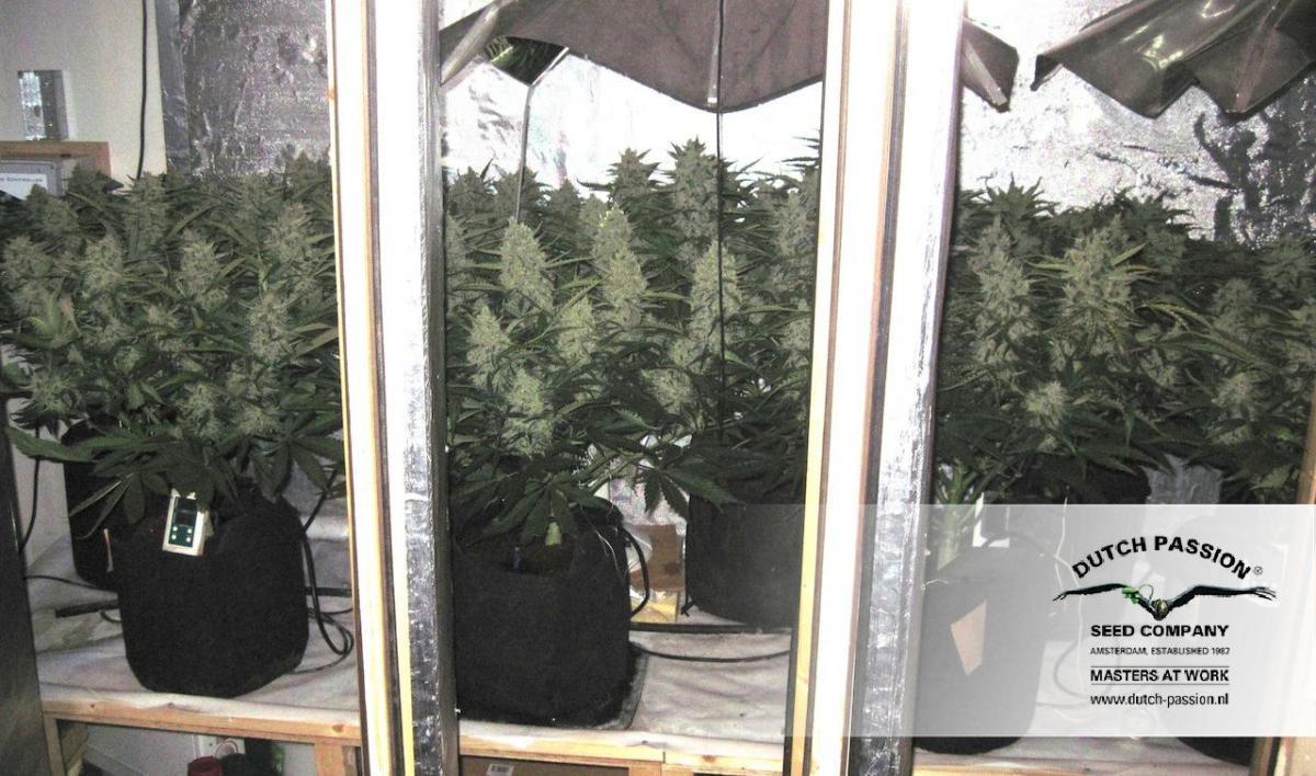 Dutch Passion - Think Different (auto/fem.)