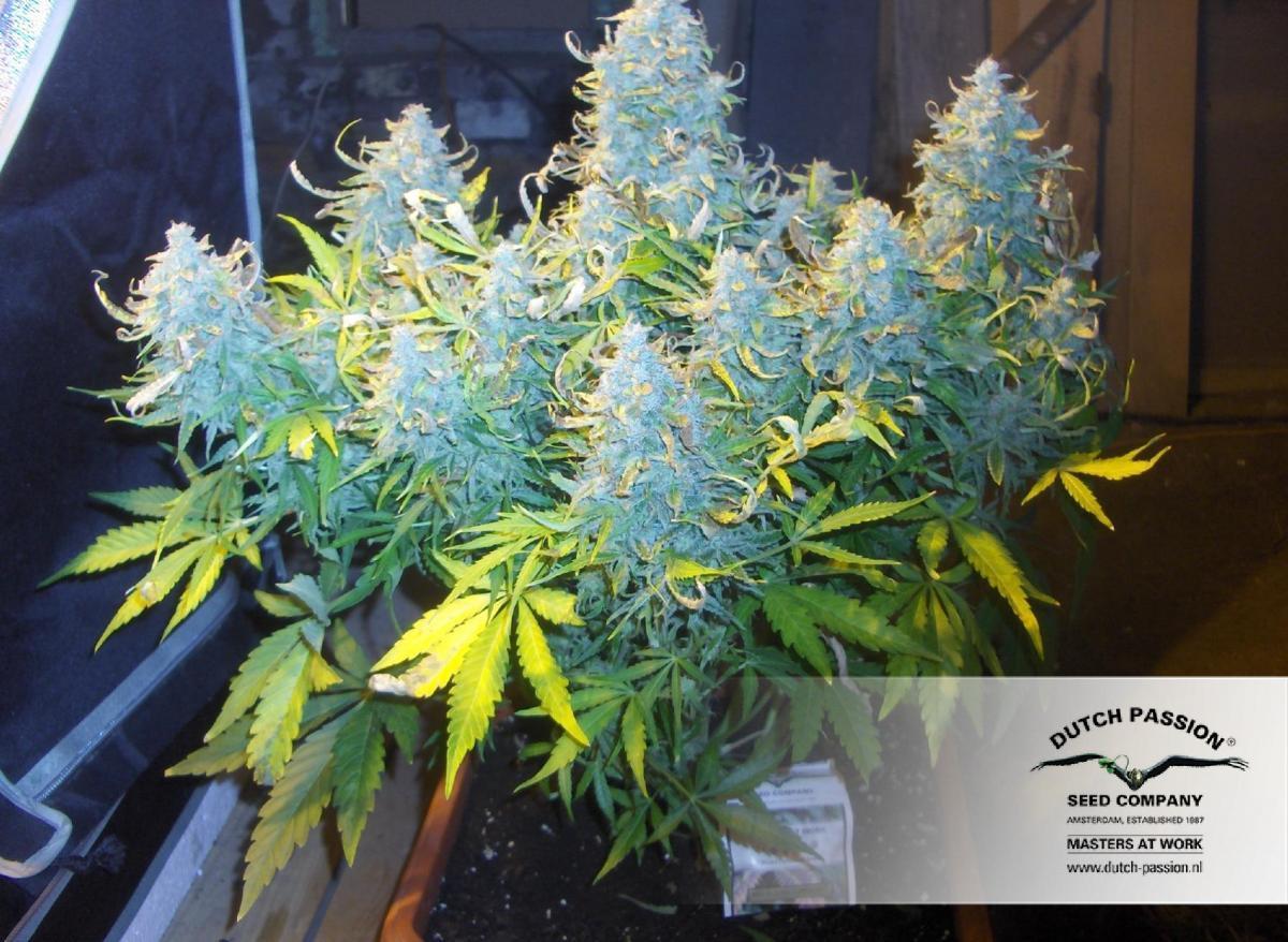Dutch Passion - Think Different (auto/fem.)