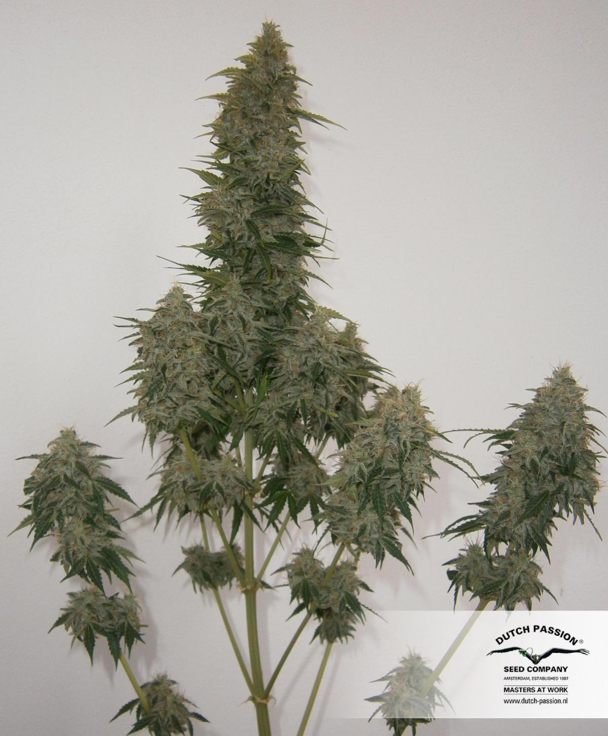 Dutch Passion - Think Different (auto/fem.)