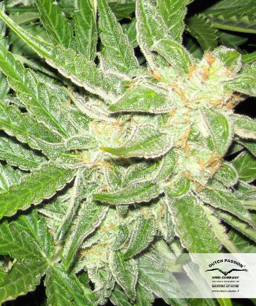 Dutch Passion - Think Different (auto/fem.)