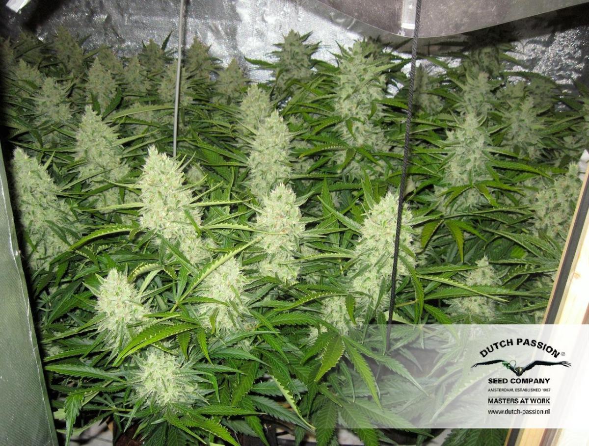 Dutch Passion - Think Different (auto/fem.)