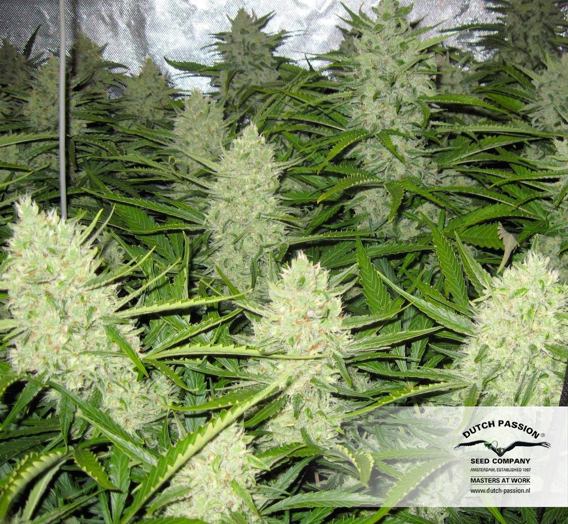 Dutch Passion - Think Different (auto/fem.)