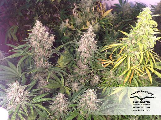Dutch Passion - Think Different (auto/fem.)