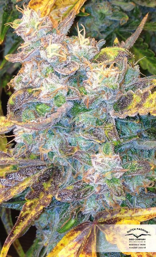 Dutch Passion - Think Different (auto/fem.)