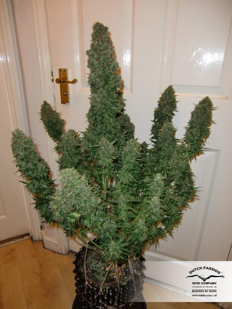 Dutch Passion - Think Different (auto/fem.)