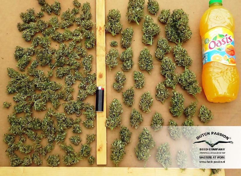 Dutch Passion - Think Different (auto/fem.)