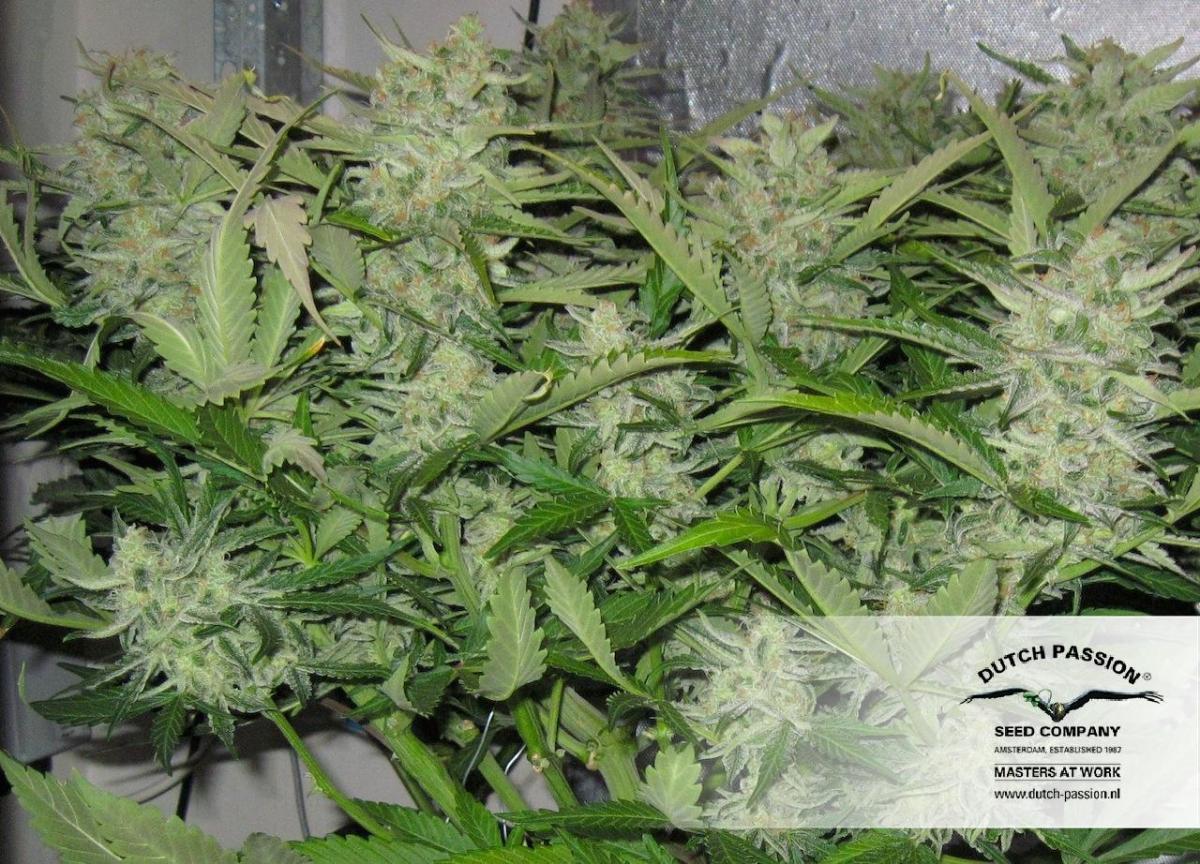 Dutch Passion - Think Different (auto/fem.)