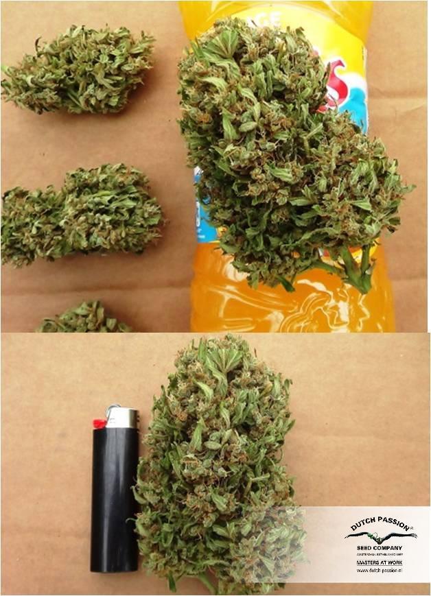 Dutch Passion - Think Different (auto/fem.)