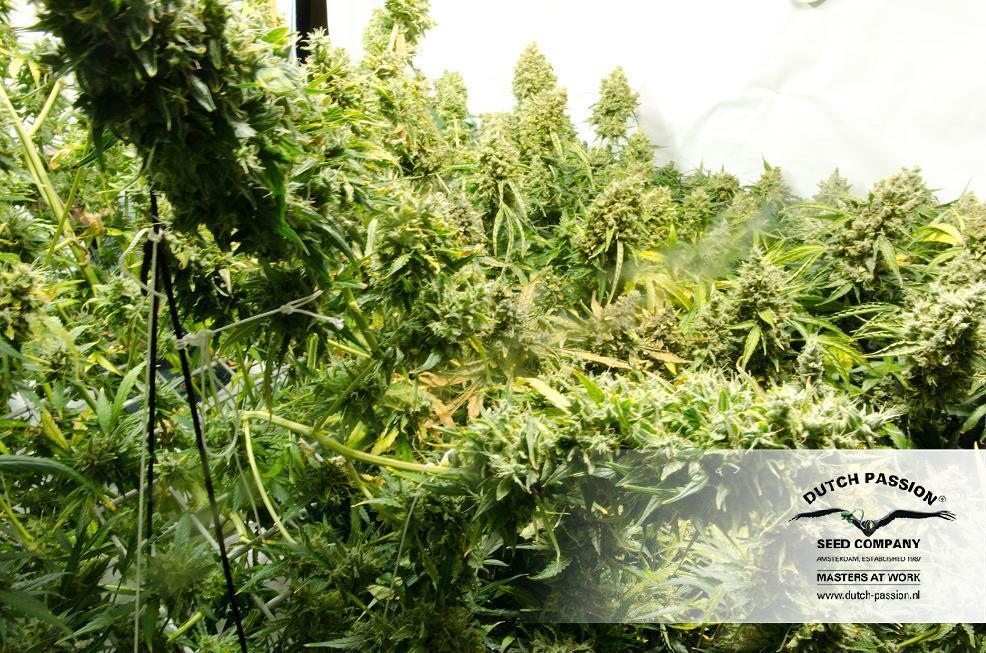 Dutch Passion - Think Different (auto/fem.)