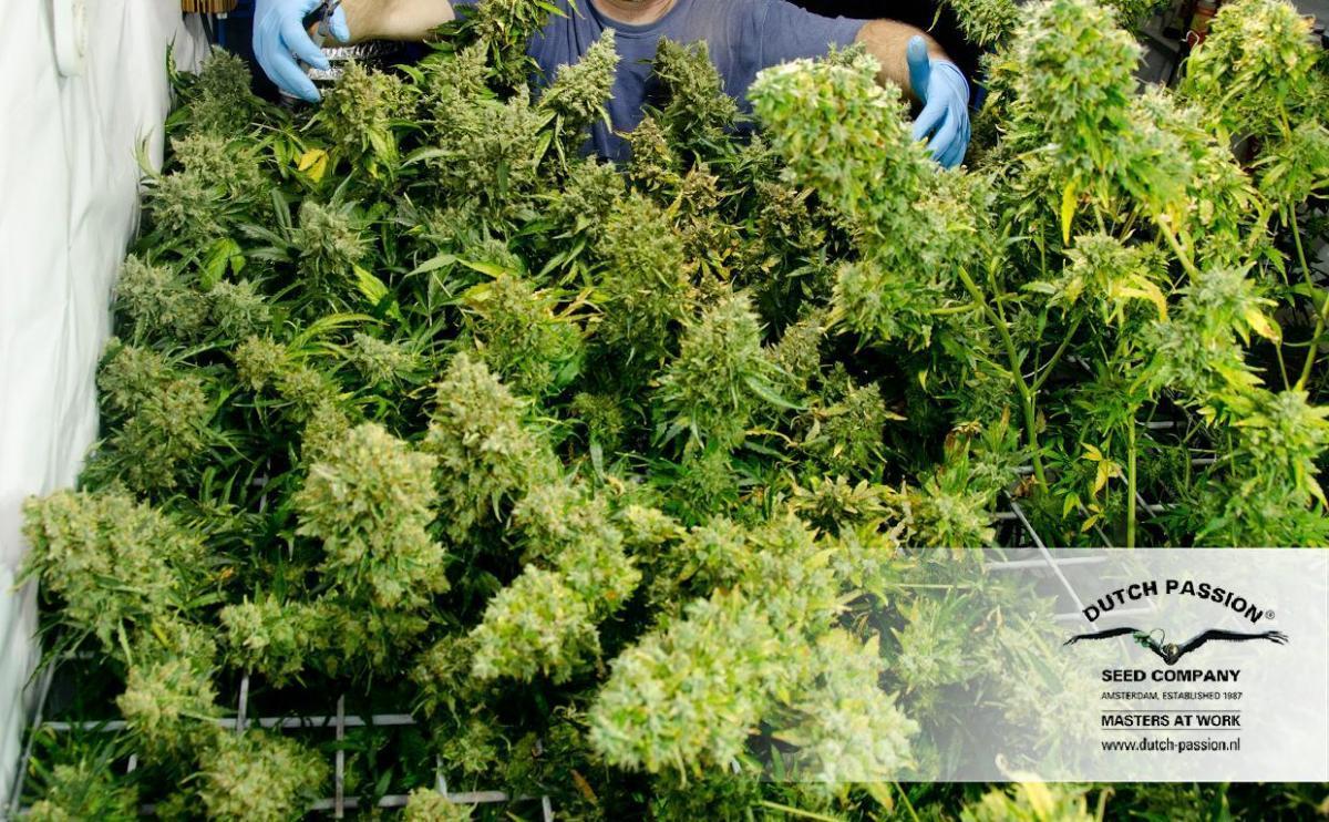 Dutch Passion - Think Different (auto/fem.)