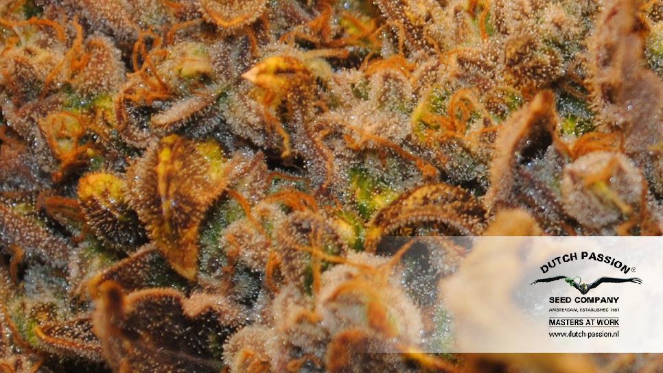 Dutch Passion - Think Different (auto/fem.)