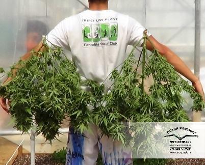 Dutch Passion - Think Different (auto/fem.)