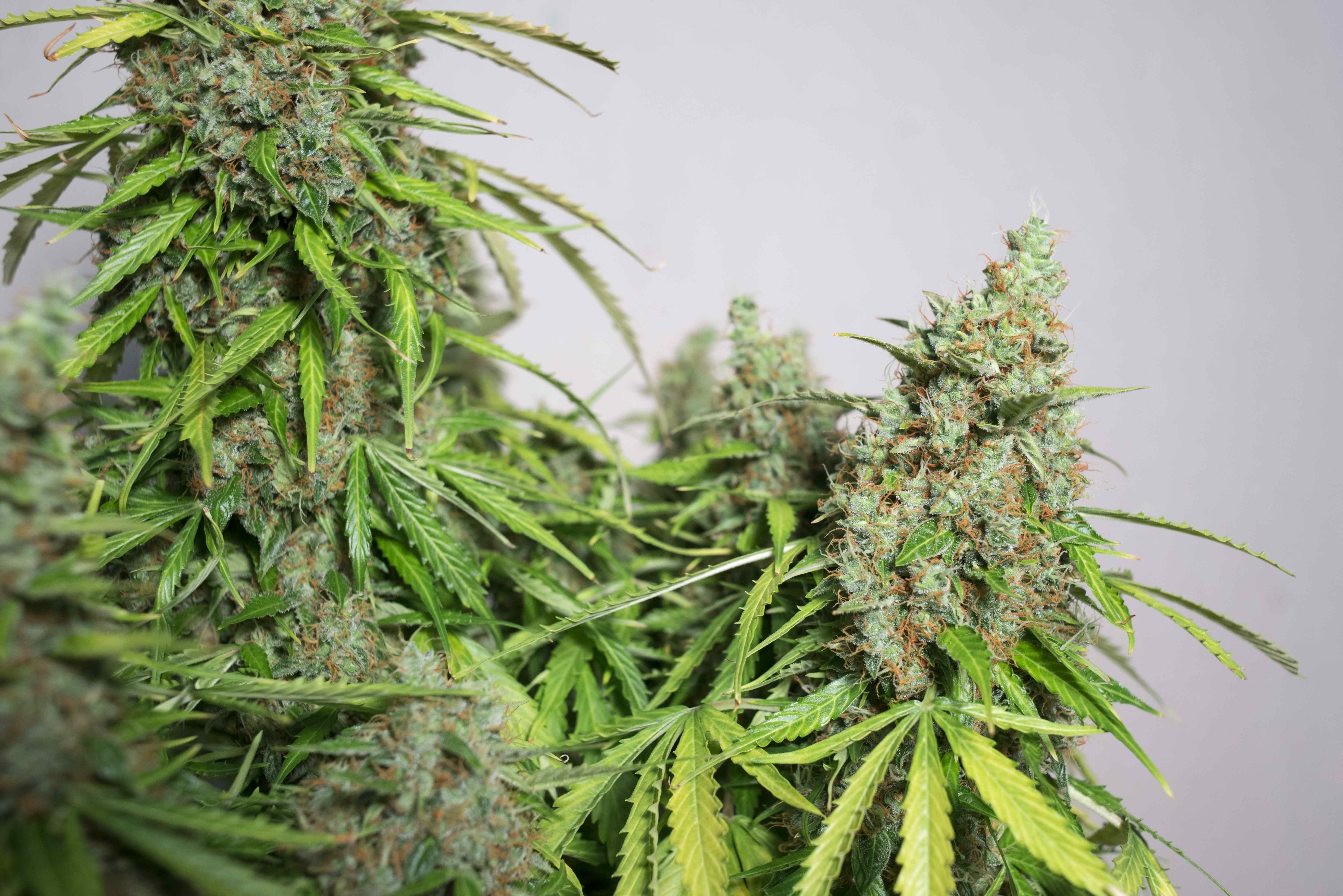 Dutch Passion - Auto Mazar (auto/fem.)