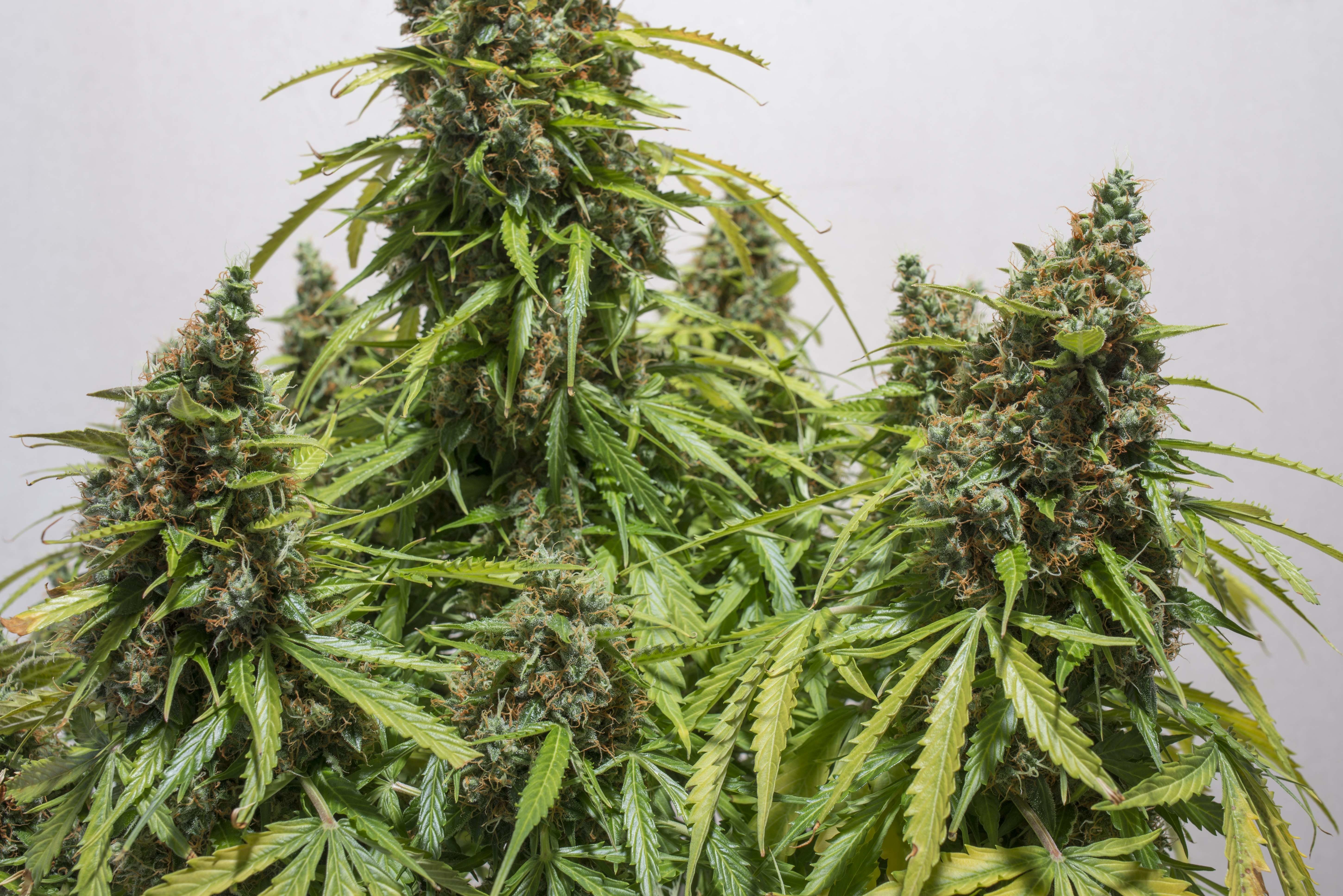 Dutch Passion - Auto Mazar (auto/fem.)