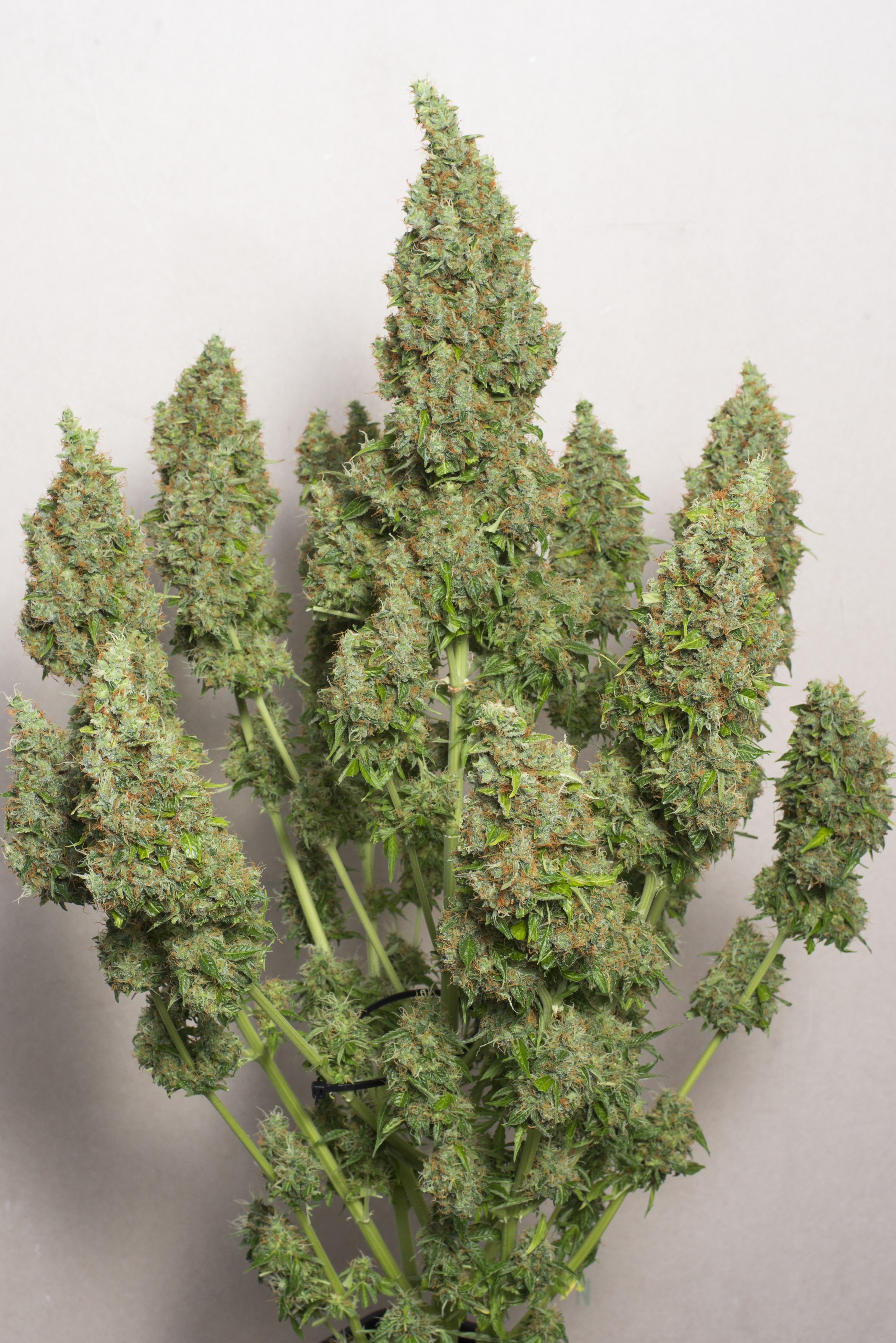 Dutch Passion - Auto Mazar (auto/fem.)