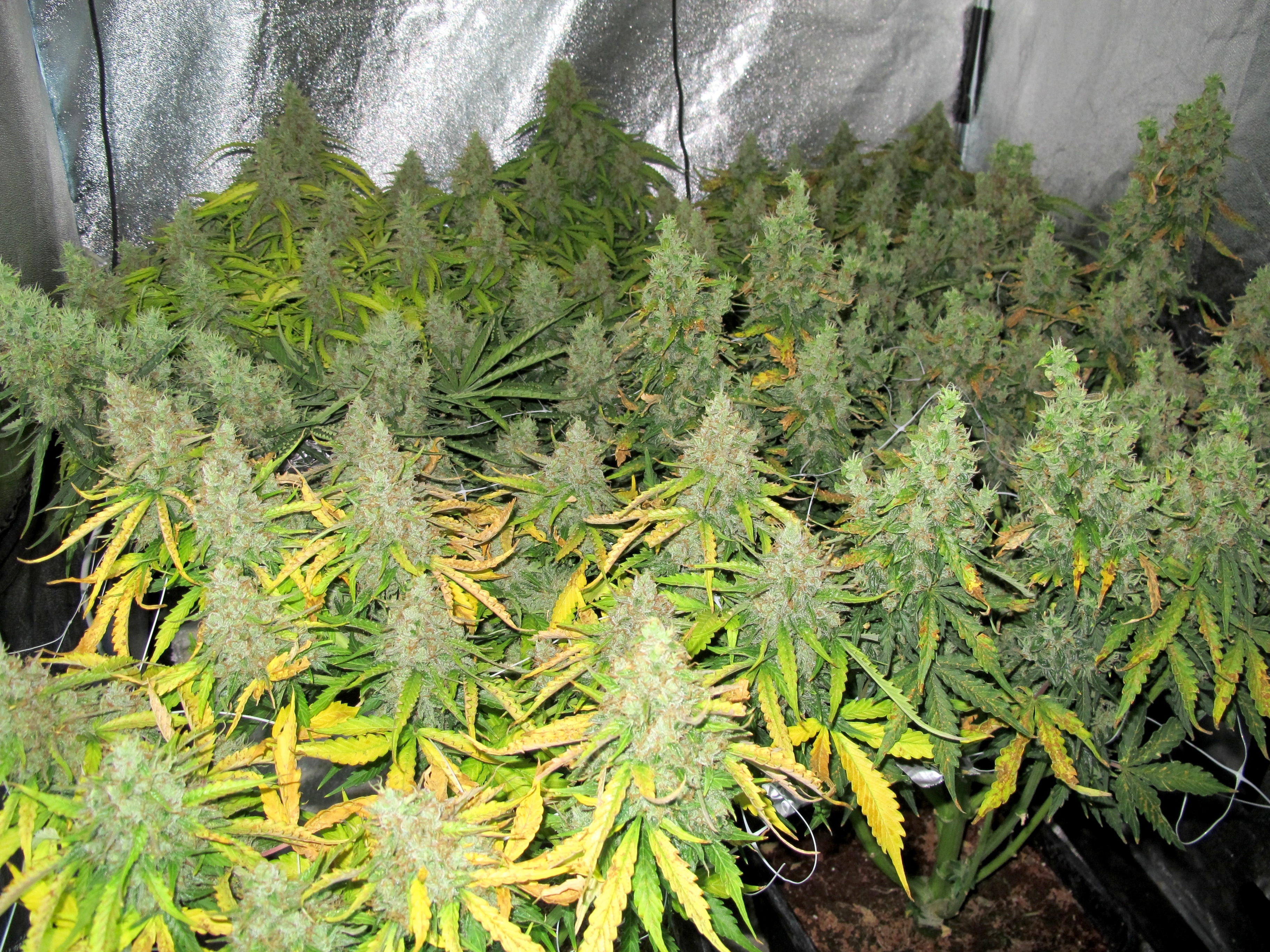 Dutch Passion - Auto Mazar (auto/fem.)