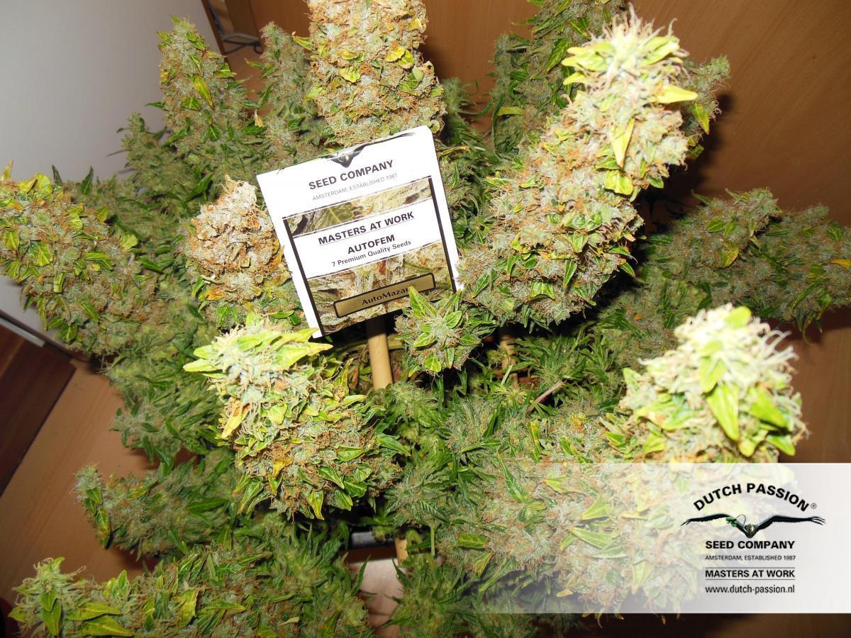 Dutch Passion - Auto Mazar (auto/fem.)