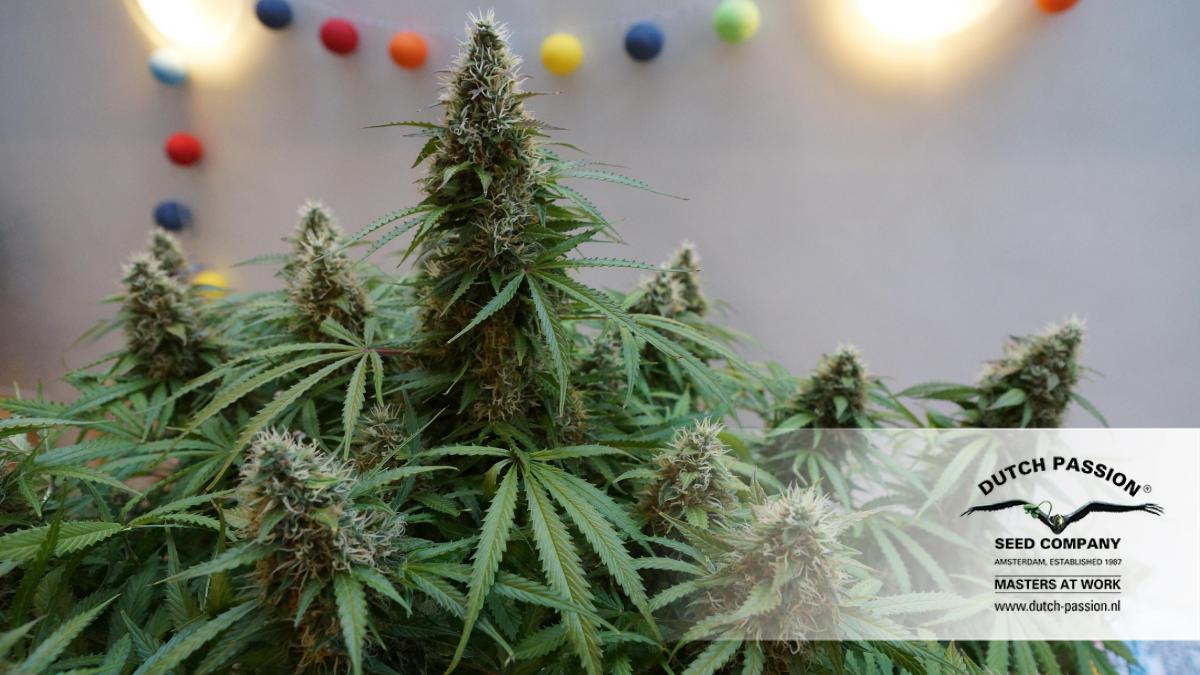 Dutch Passion - Auto Mazar (auto/fem.)