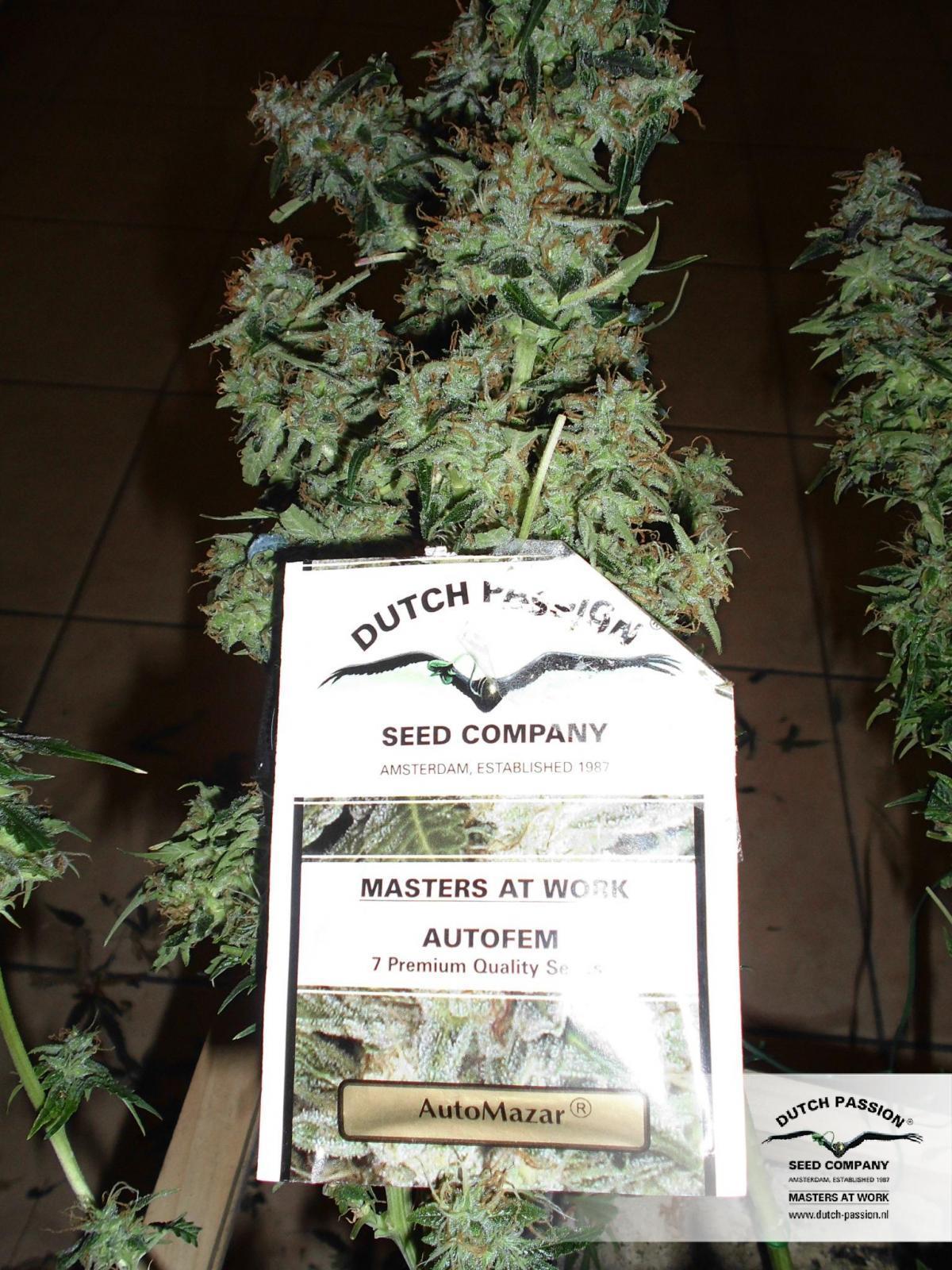 Dutch Passion - Auto Mazar (auto/fem.)