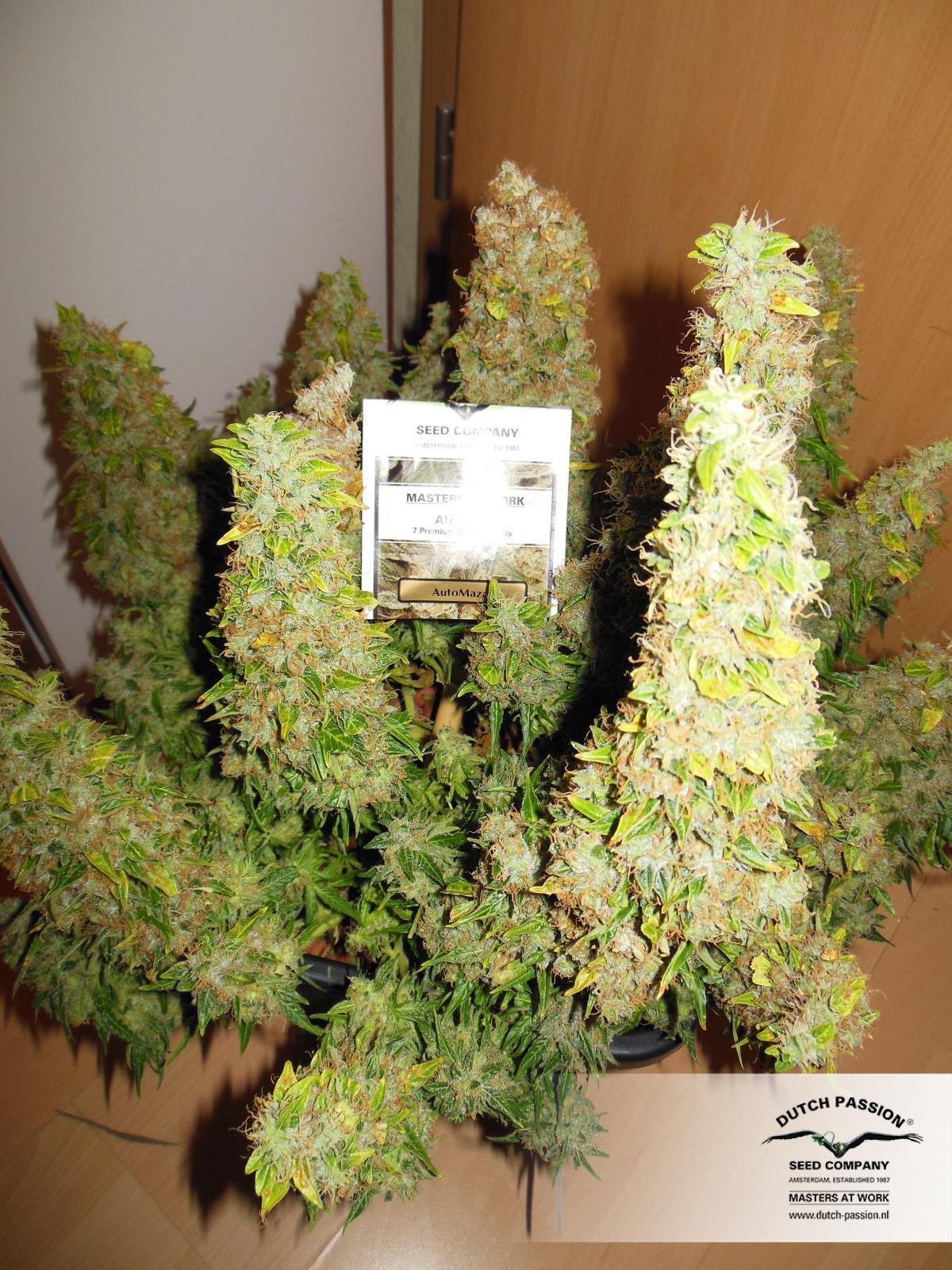 Dutch Passion - Auto Mazar (auto/fem.)