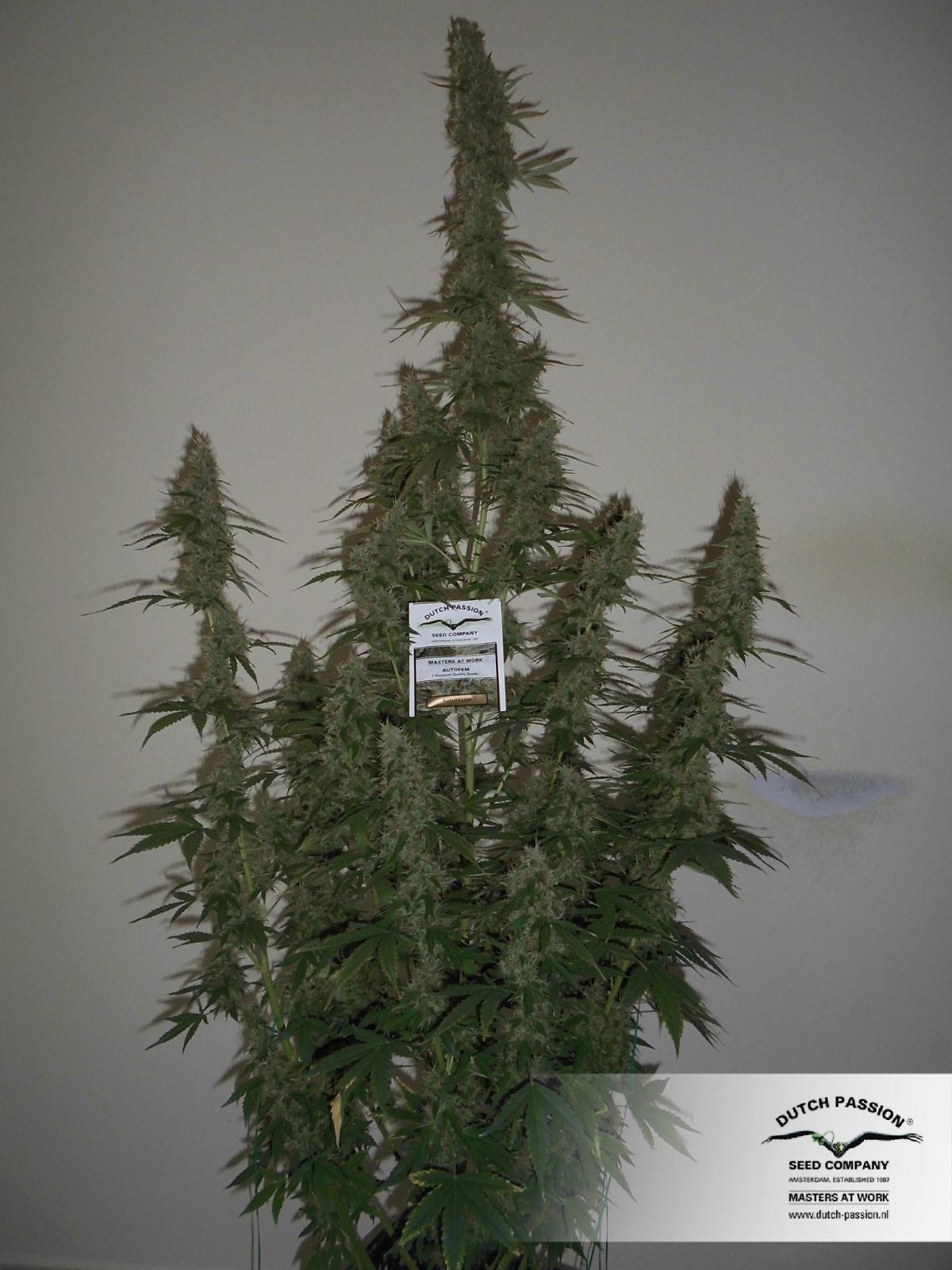Dutch Passion - Auto Mazar (auto/fem.)