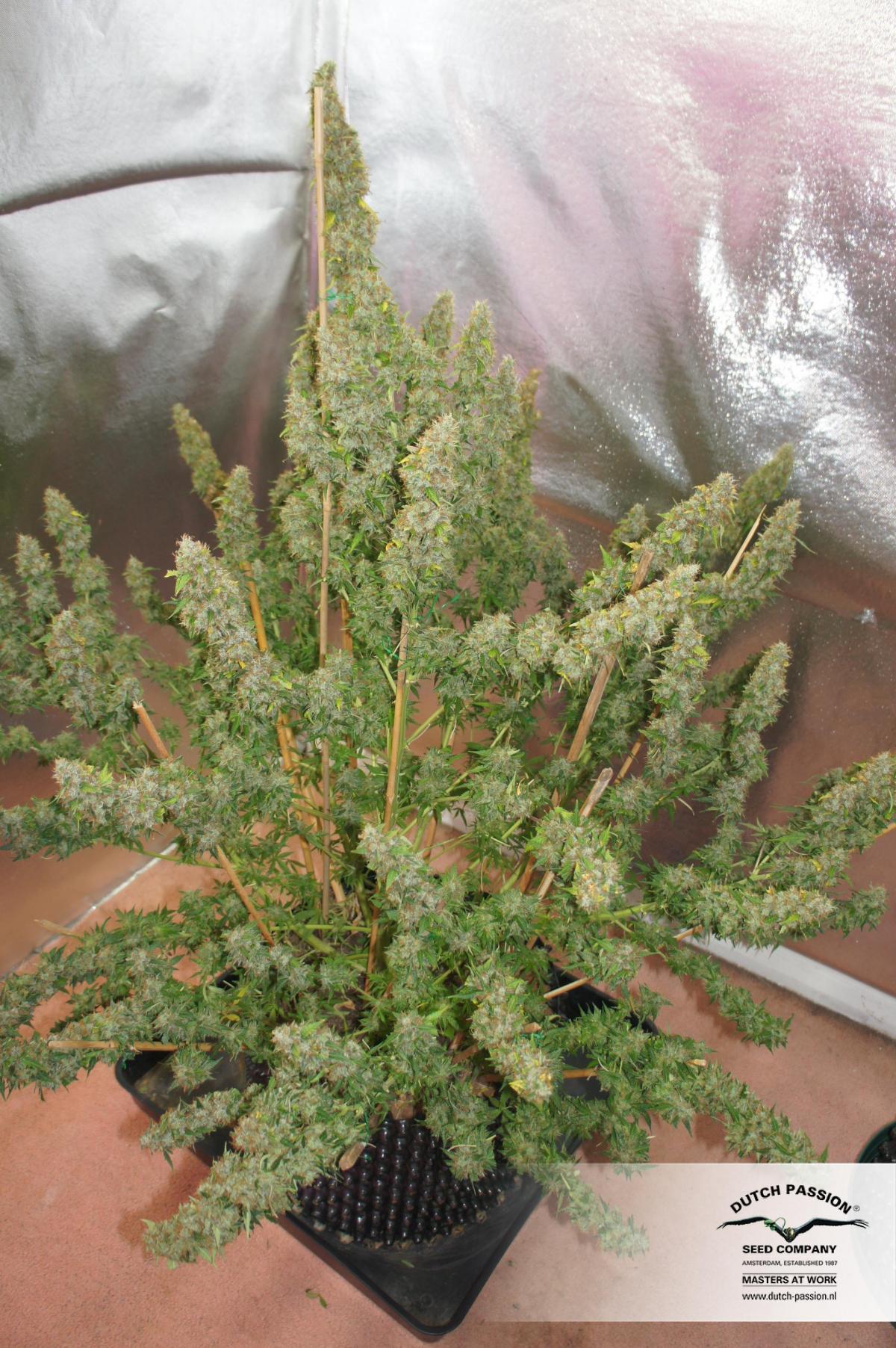 Dutch Passion - Auto Mazar (auto/fem.)