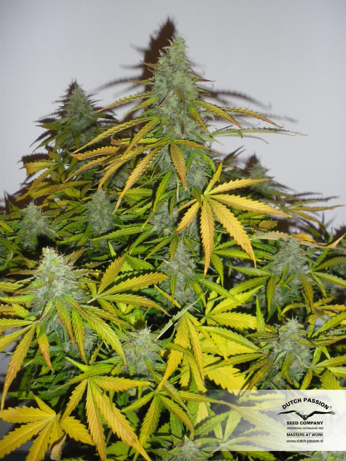 Dutch Passion - Auto Mazar (auto/fem.)