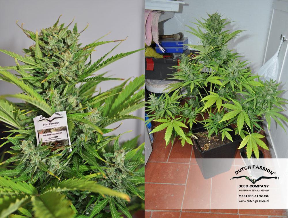 Dutch Passion - Auto Mazar (auto/fem.)
