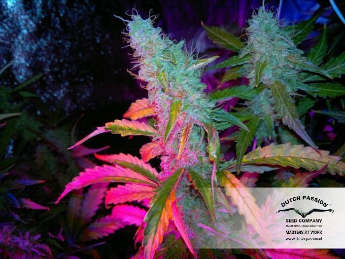 Dutch Passion - Auto Mazar (auto/fem.)