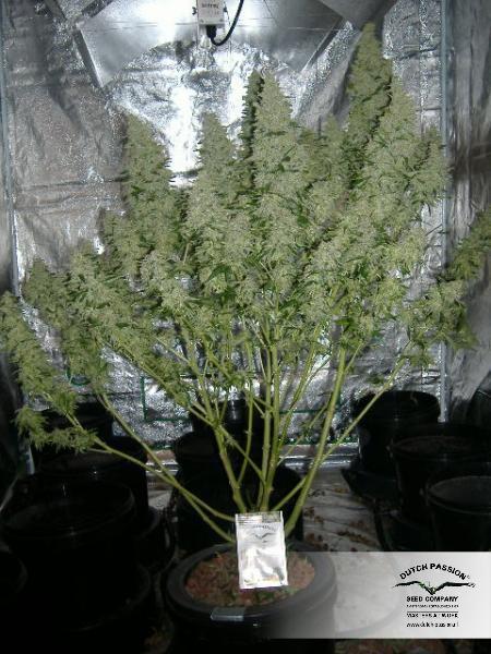 Dutch Passion - Auto Mazar (auto/fem.)