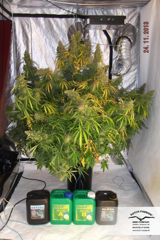 Dutch Passion - Auto Mazar (auto/fem.)