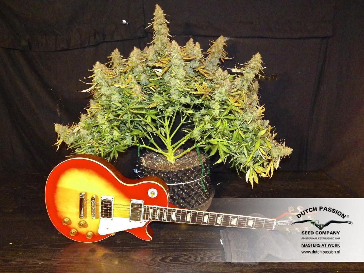 Dutch Passion - Auto Mazar (auto/fem.)