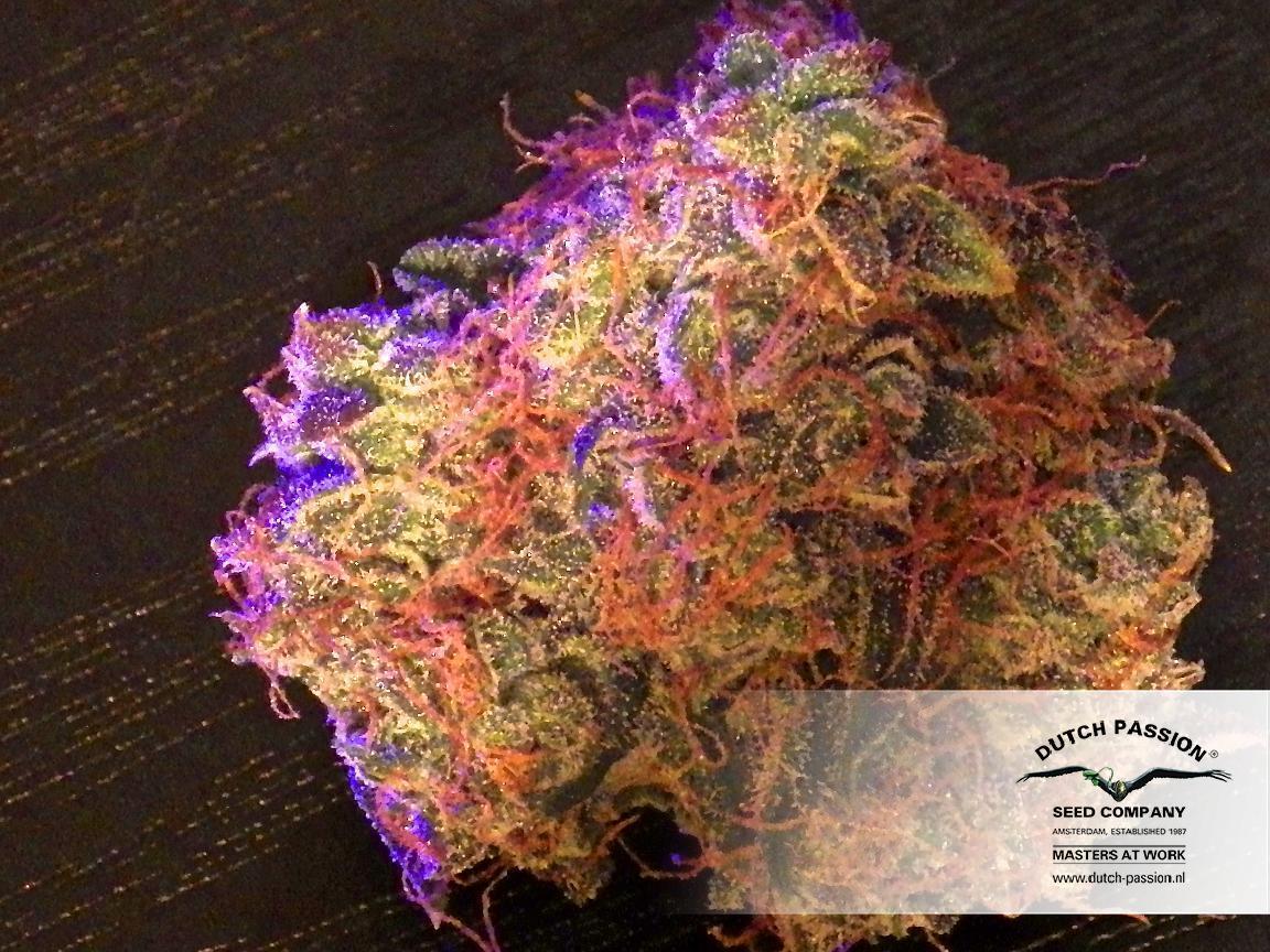 Dutch Passion - Auto Mazar (auto/fem.)
