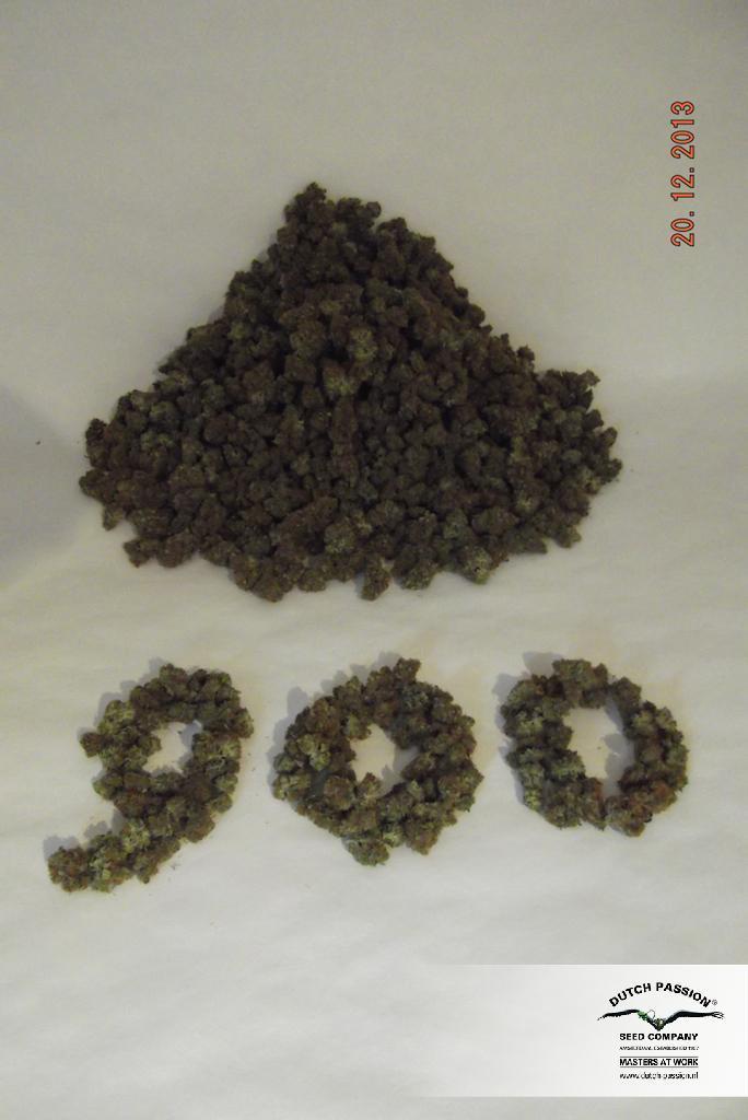 Dutch Passion - Auto Mazar (auto/fem.)