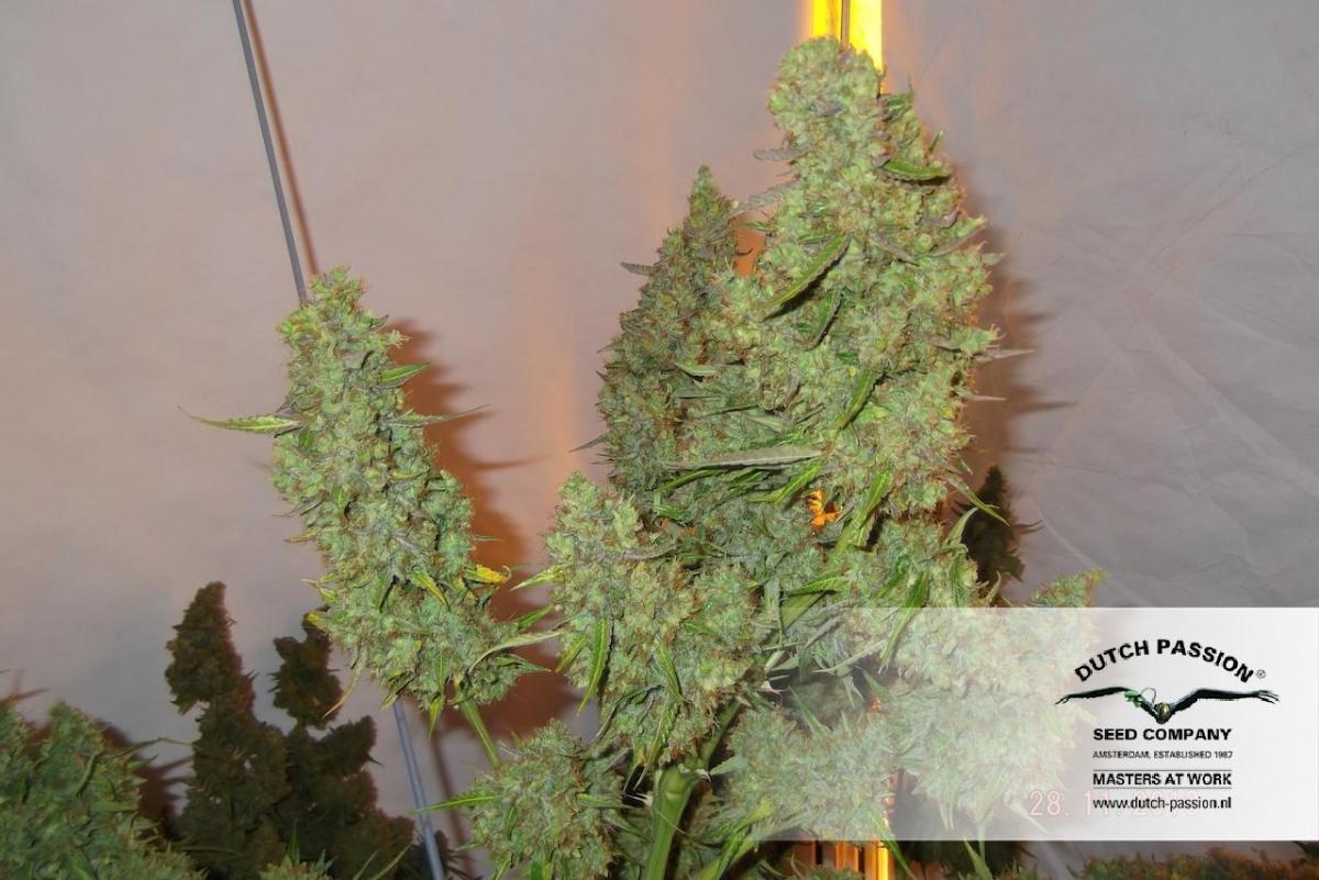 Dutch Passion - Auto Mazar (auto/fem.)