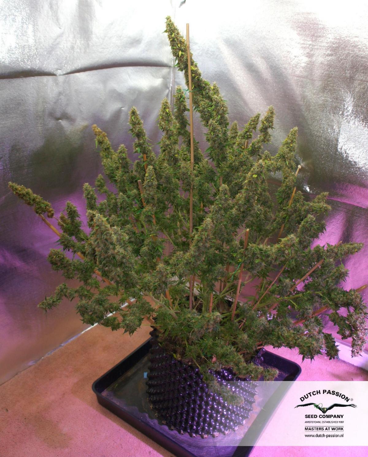 Dutch Passion - Auto Mazar (auto/fem.)