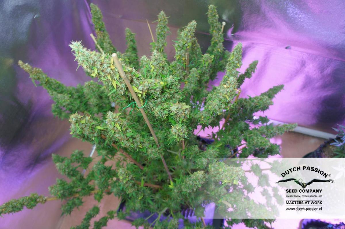 Dutch Passion - Auto Mazar (auto/fem.)