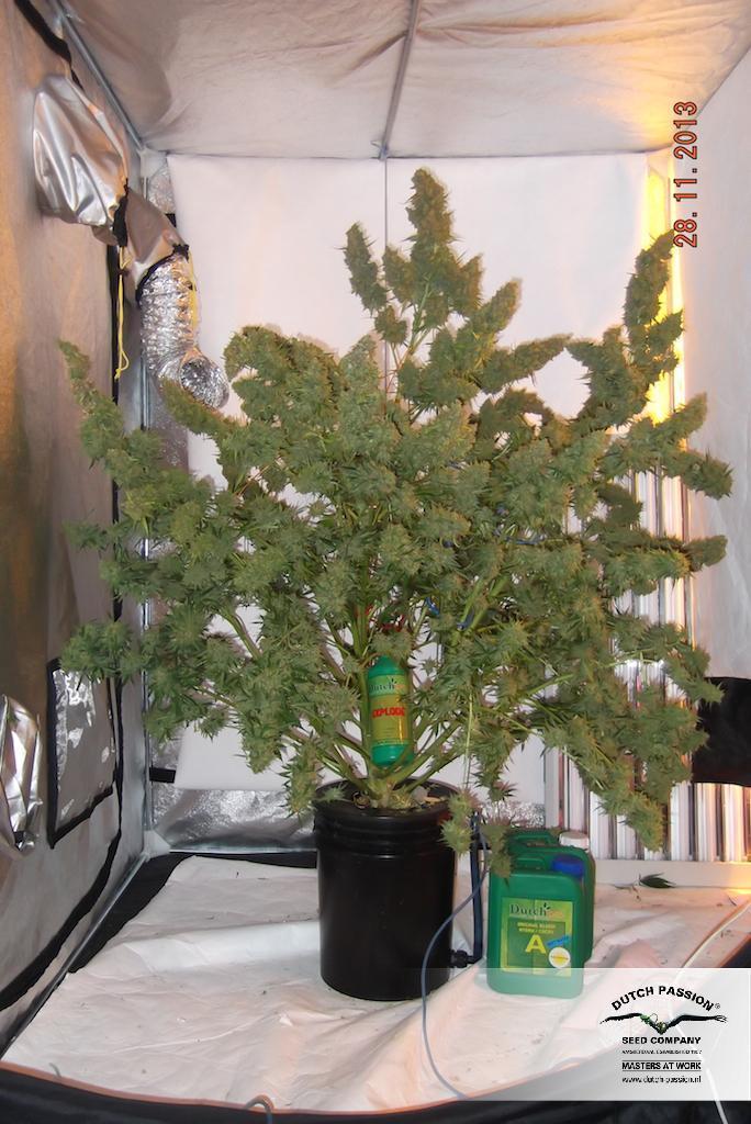 Dutch Passion - Auto Mazar (auto/fem.)