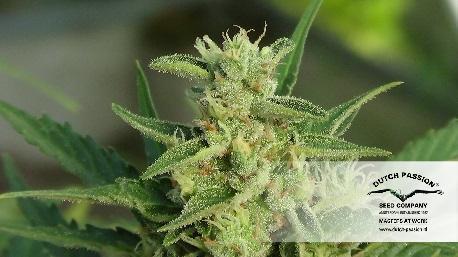 Dutch Passion - Auto Mazar (auto/fem.)