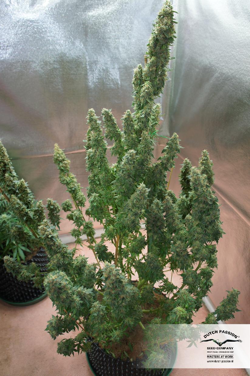 Dutch Passion - Auto Mazar (auto/fem.)